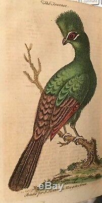 1753 Universal Magazine Rare Engravings Birds Orrery Trees Lizard Hamlet Diving