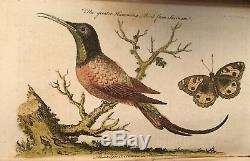 1753 Universal Magazine Rare Engravings Birds Orrery Trees Lizard Hamlet Diving