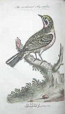 1761 MAGAZINE AMERICAN COLONIES Savannah Georgia SPLENDID BIRD ENGRAVINGS MAP &c