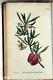 1792 Volumes 5 & 6 Curtis Botanical Magazine 72 Hand Coloured Flower Plates
