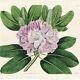 Rare 1814 Curtis Botanical Colored Folio Engraving No. 1671 Catawba Rhododendron