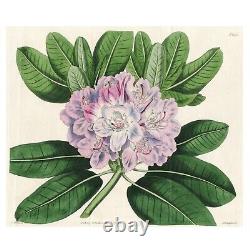 Rare 1814 Curtis Botanical Colored Folio Engraving No. 1671 CATAWBA RHODODENDRON