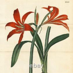 Rare 1822 Curtis Botanical Double Folio Engraving No. 2315 HIPPEASTRUM SPATHECUM