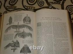 The Strand Magazine 1893 Vol 5 SHERLOCK HOLMES 1ST EDITION by A. Conan Doyle 5