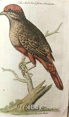 1754 Universal Magazine Rare Birds Gravures Café Des Plantes Pavot Colibri & C