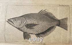 1768 Magazine des Gentilshommes Loi sur le timbre Benjamin Franklin John Hancock Tatou