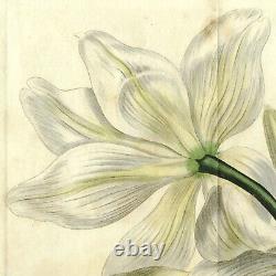 Gravure botanique Curtis rare à double dépliage de 1806 No. 923, AMARYLLIS ORNATA