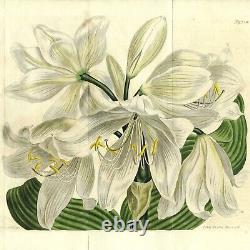 Gravure botanique Curtis rare à double dépliage de 1806 No. 923, AMARYLLIS ORNATA
