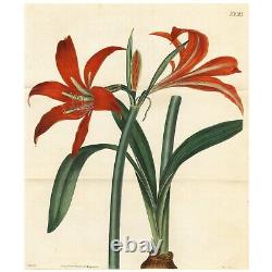 Gravure botanique double folio Curtis 1822 rare n° 2315 HIPPEASTRUM SPATHECUM