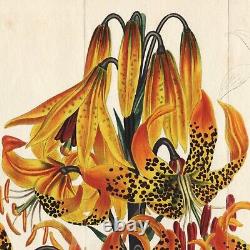 Gravure botanique rare en couleur de Curtis de 1806, n° 936 LILIUM SUPERBIUM