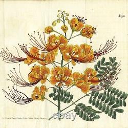 Gravure en double folio botanique Curtis de 1807 rare et colorée à la main numéro 995 POINCIANA